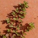 Polycarpon tetraphyllum Leaf