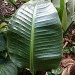 Ravenala madagascariensis Folha