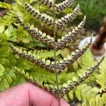 Dryopteris erythrosora 其他