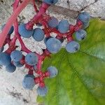 Parthenocissus tricuspidata Froito