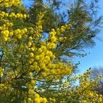 Acacia decurrens Blomst