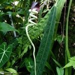 Anthurium wendlingeri 花