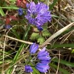 Scilla verna Flower