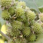 Xanthium strumarium Flower