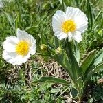 Ranunculus amplexicaulis برگ