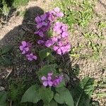 Lunaria annuaBlomst