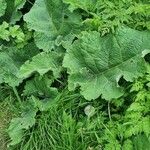 Arctium nemorosum Feuille