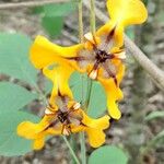 Cypella herbertii Flor