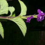 Stachytarpheta mutabilis आदत