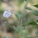 Evolvulus alsinoides Blomma