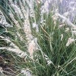 Pennisetum orientale Flower