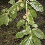 Matisia bracteolosa 其他