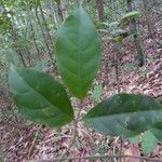 Rinorea amapensis Лист