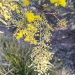 Acacia boormanii Квітка