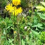 Arnica montana Habit