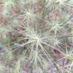 Aegilops geniculata Flor