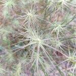 Aegilops geniculata Flower