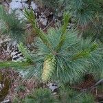 Pinus strobiformis Ліст