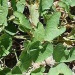 Ipomoea obscura Φύλλο