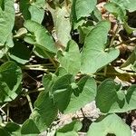 Ipomoea obscura Hoja