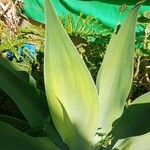 Agave attenuata পাতা