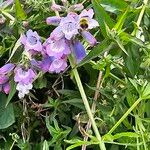 Penstemon cobaea Blomma