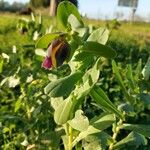 Cerinthe major Blad