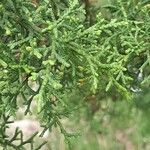 Cupressus lusitanica Φύλλο