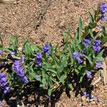 Penstemon glaber Hábito