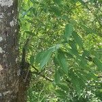 Acer oblongum Leaf