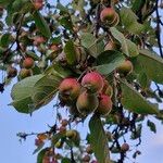 Malus sylvestrisFruit