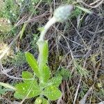 Tyrimnus leucographus Leaf