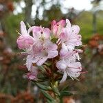 Rhododendron pubescens Flor