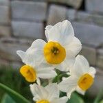 Narcissus tazetta Flor