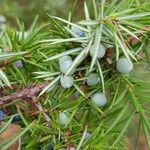 Juniperus communis Плід