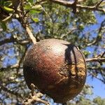 Strychnos madagascariensis Fruit