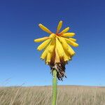 Kniphofia grantii Flor