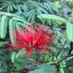 Calliandra tweedieiÇiçek