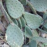 Opuntia robusta Leaf