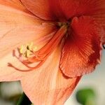 Hippeastrum puniceum Flors