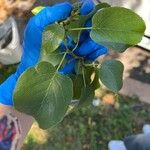 Alnus cordata Fuelha