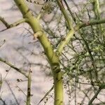 Parkinsonia microphylla ᱪᱷᱟᱹᱞᱤ