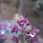 Polystachya concreta Floro