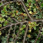 Cotoneaster microphyllus Ŝelo