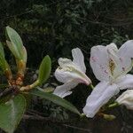 Rhododendron yunnanense Virág