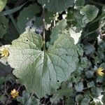 Alliaria petiolata Blad