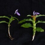 Roscoea purpurea Агульны выгляд