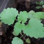 Nepeta cataria Leaf