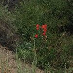 Delphinium cardinale आदत