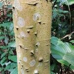 Macaranga monandra Bark